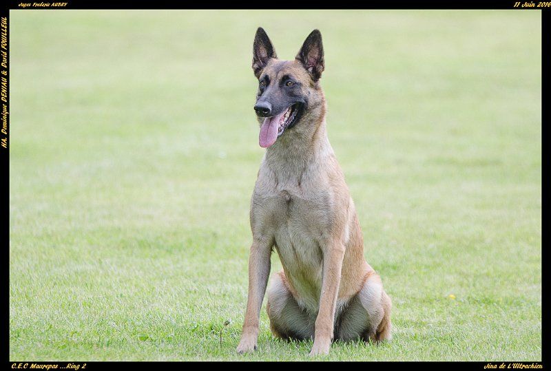 Jina De L'Ultrachien